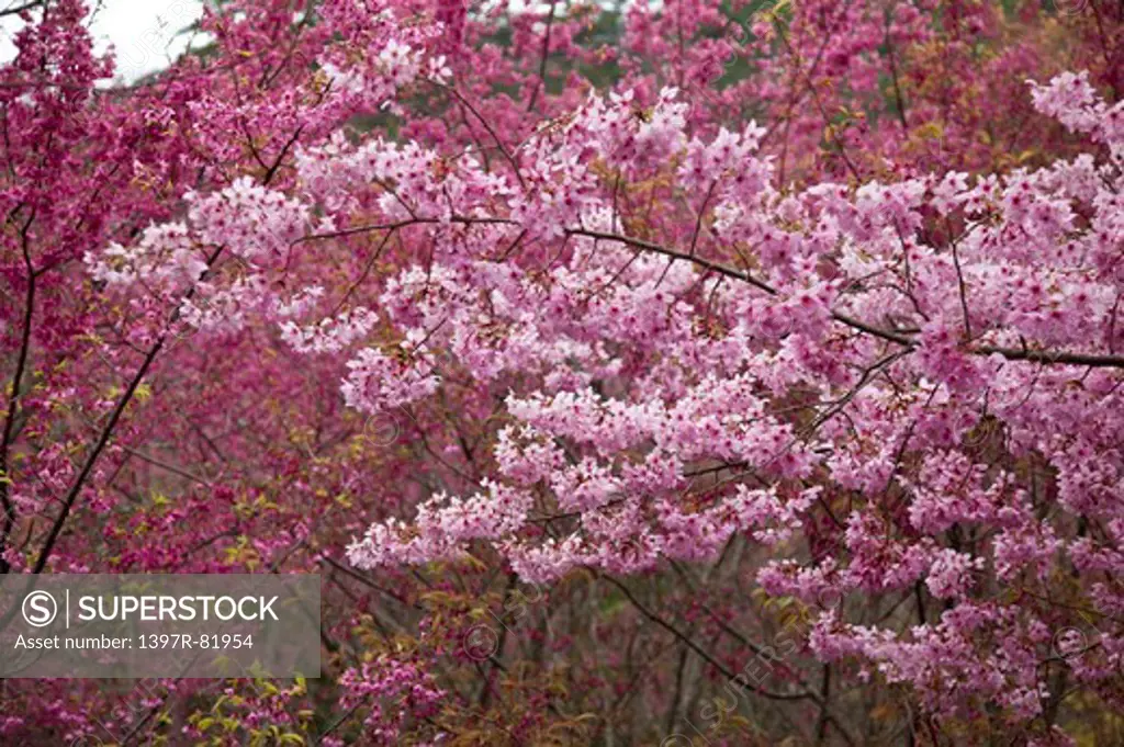 Cherry Blossom, Wuling Farm, Taichung, Taiwan, Asia, National Park,