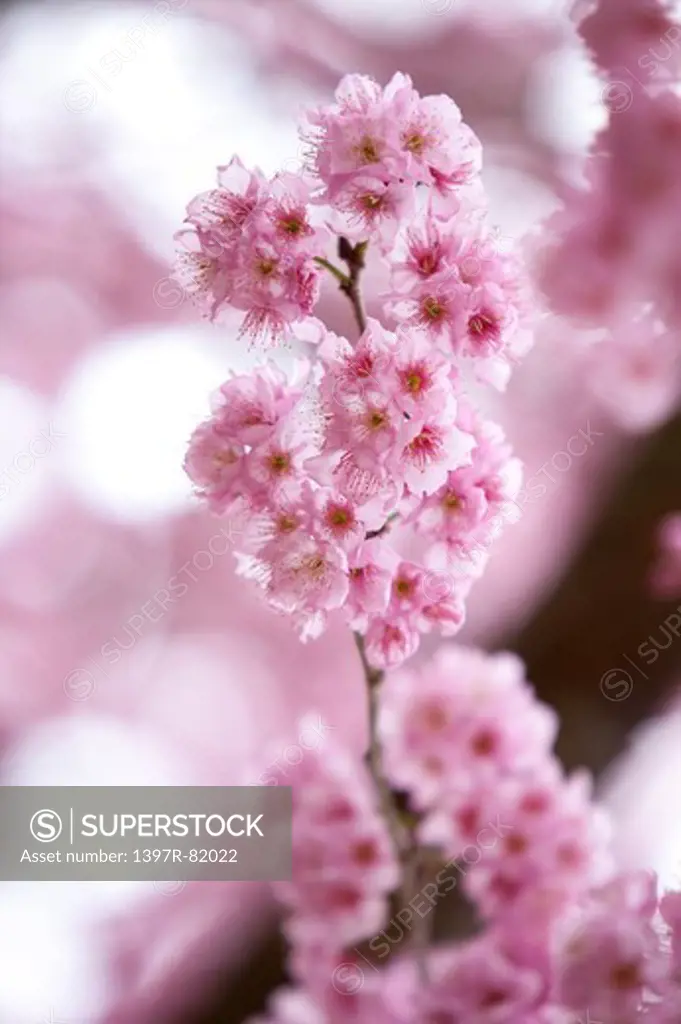 Cherry Blossom, Taichung, Taiwan, Asia