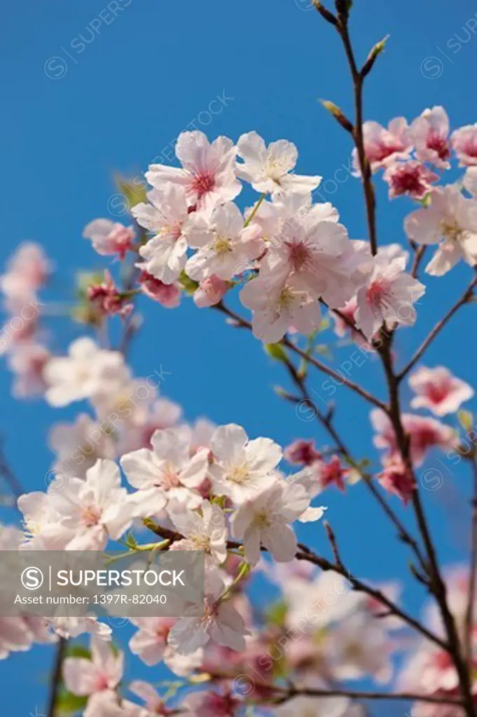 Cherry Blossom, Taipei, Taiwan, Asia