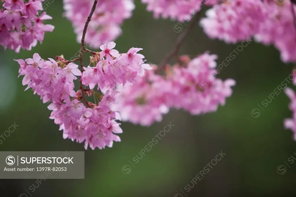 Cherry Blossom, Taichung, Taiwan, Asia