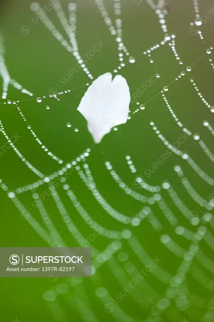 Spider Web, Alishan, Chiayi, Taiwan, Asia,