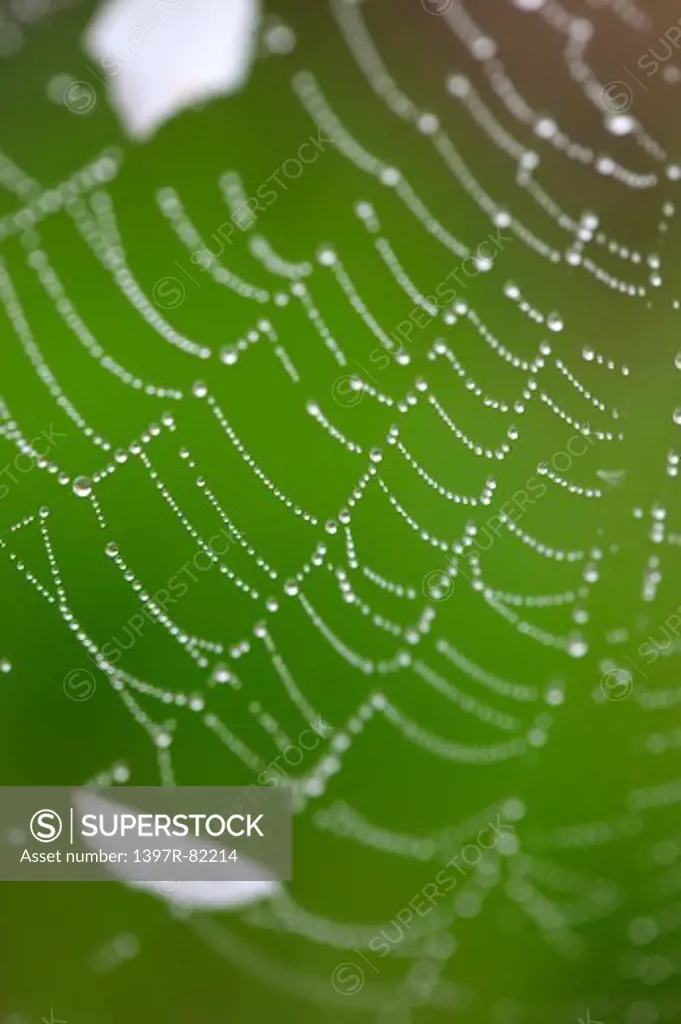 Spider Web, Alishan, Chiayi, Taiwan, Asia,