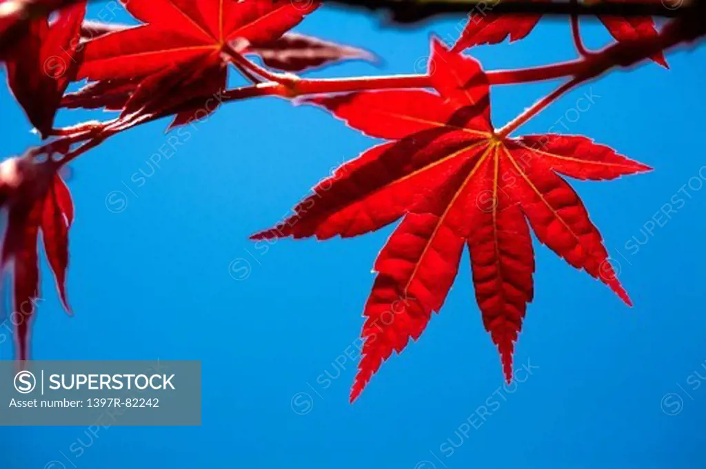 Maple Leaf, Plant, Alishan, Chiayi, Taiwan, Asia,