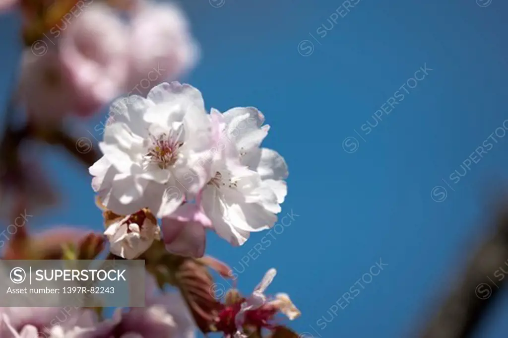 Cherry Blossom, Flower, Alishan, Chiayi, Taiwan, Asia,