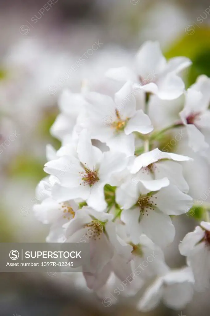 Cherry Blossom, Flower, Alishan, Chiayi, Taiwan, Asia,