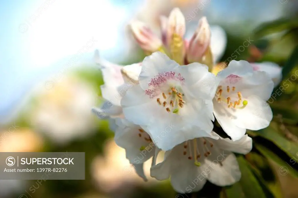 Azalea, Flower, Alishan, Chiayi, Taiwan, Asia,