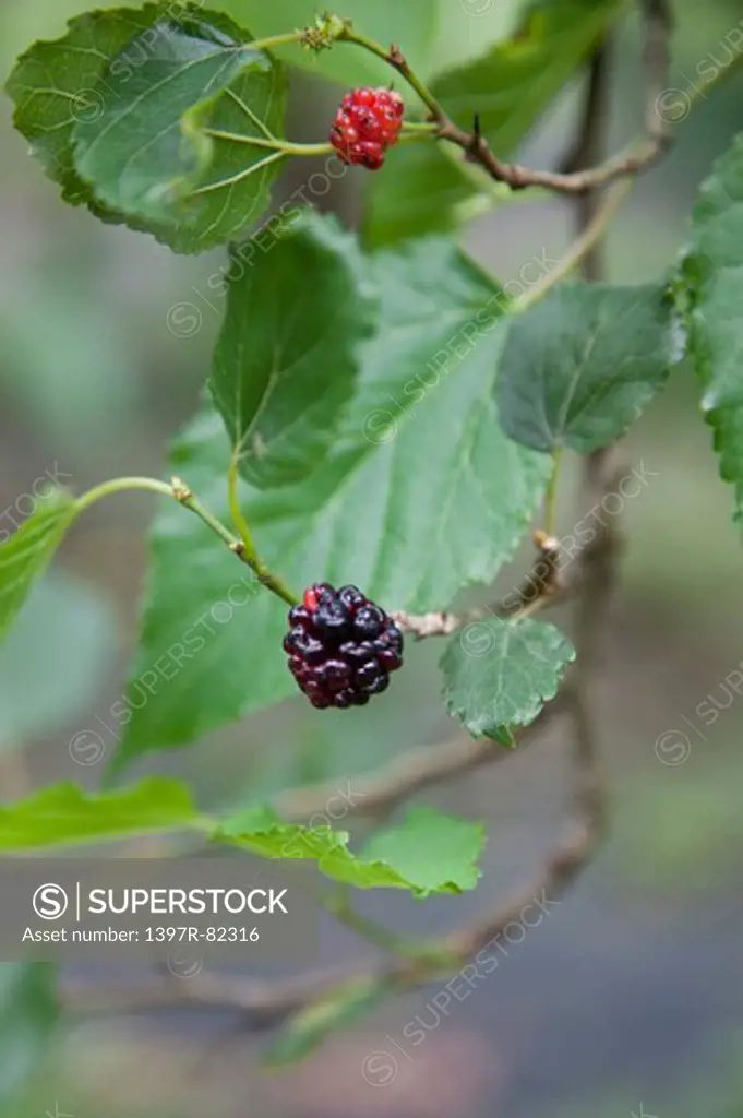 Mulberry, Mulberry Leaf, Taoyuan, Taiwan, Asia,