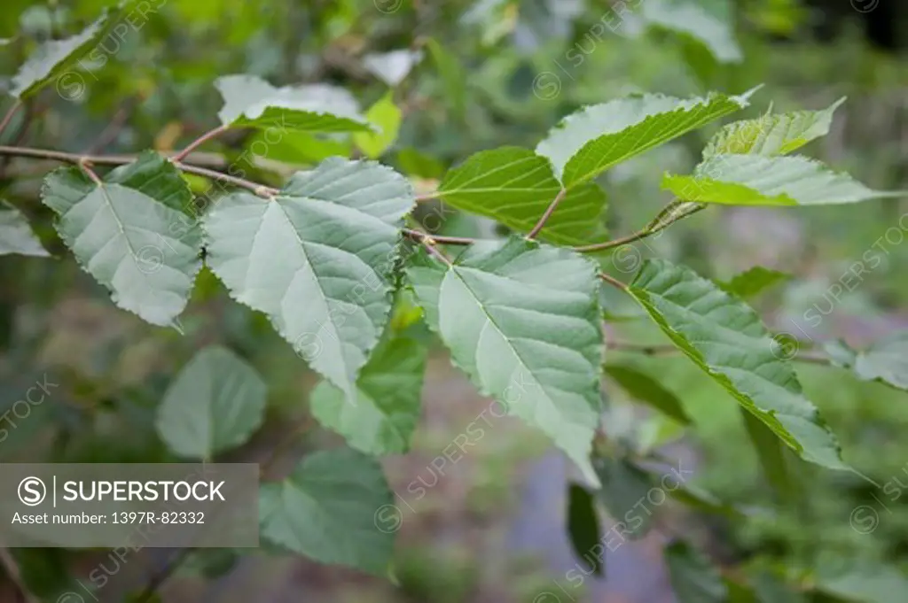 Mulberry Leaf, Taoyuan, Taiwan, Asia,