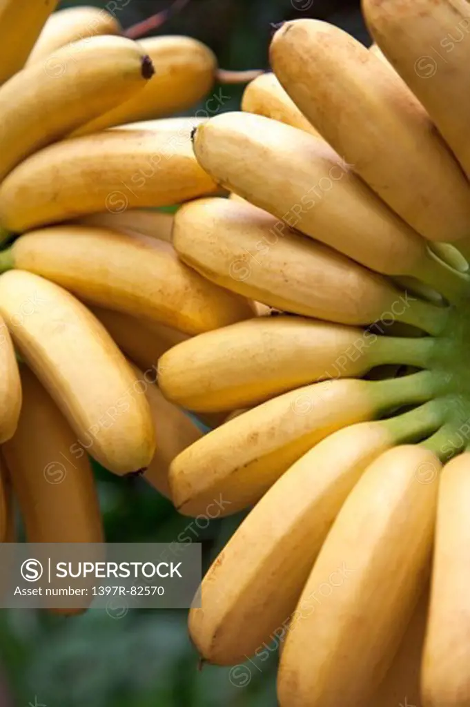 Banana, Musa basjoo, Fruit, Pingtung, Taiwan, Asia,