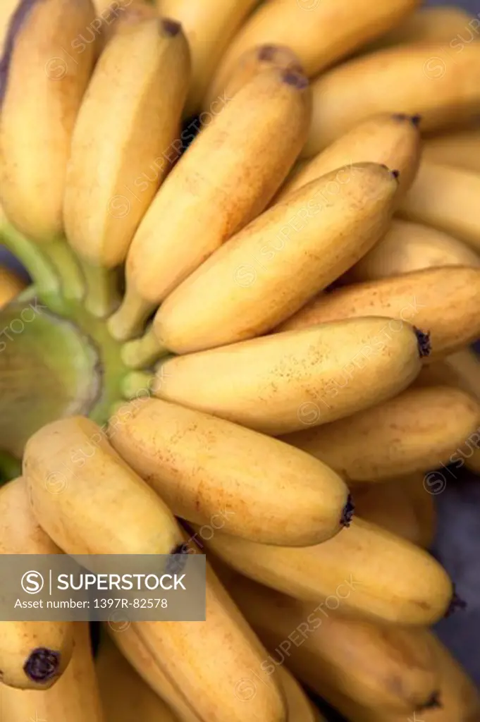 Banana, Musa basjoo, Fruit, Pingtung, Taiwan, Asia,