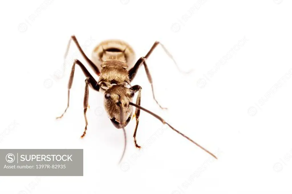 Ant,