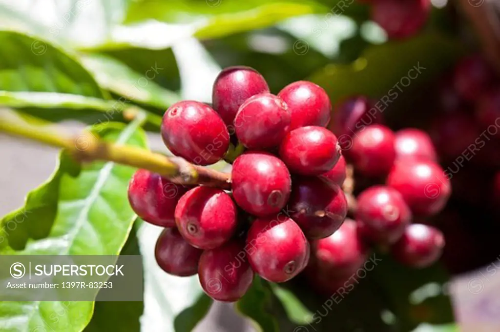 Coffee Bean, Coffee Plant, Pingtung, Taiwan, Asia