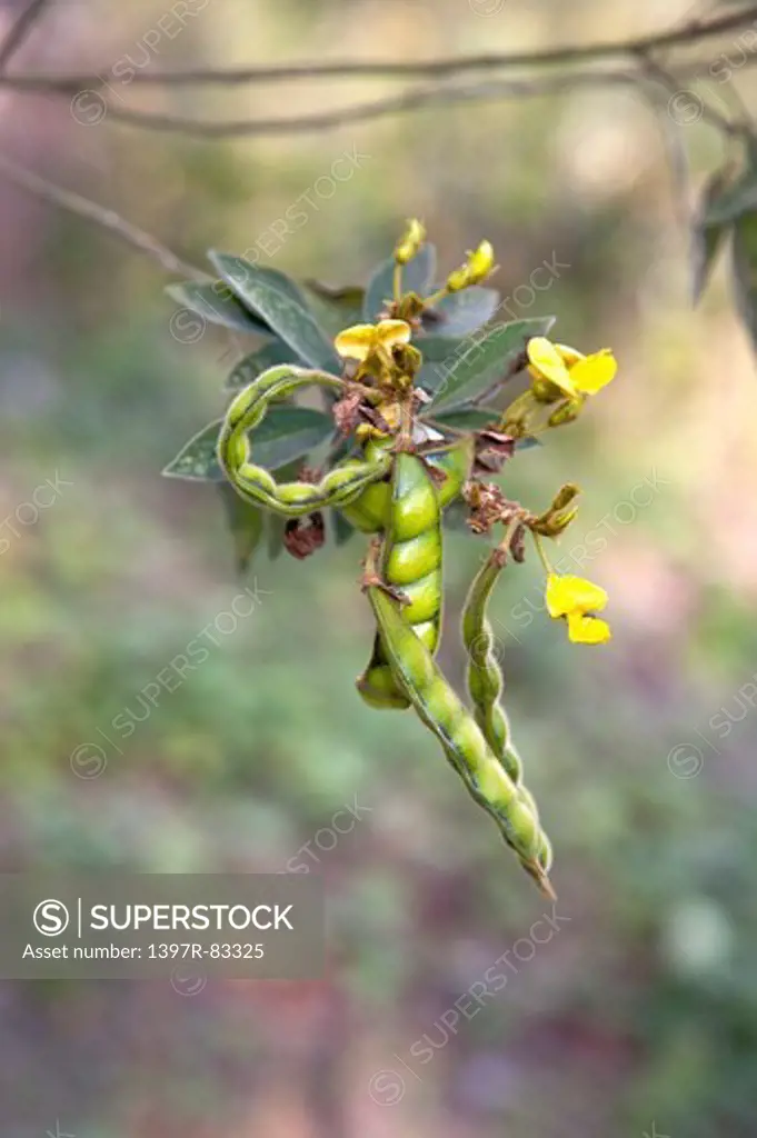 Plant, Pingtung, Taiwan, Asia,