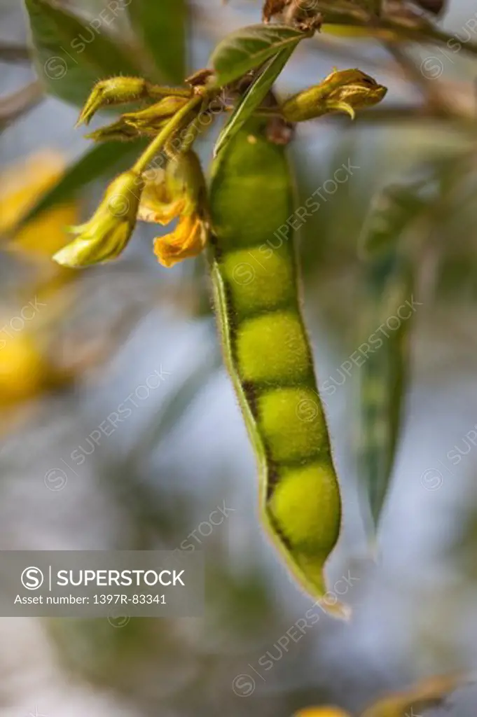 Plant, Pingtung, Taiwan, Asia,