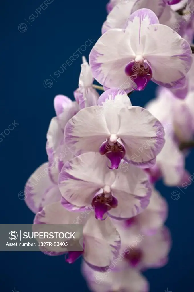 Moth Orchid, Orchid, Flower,