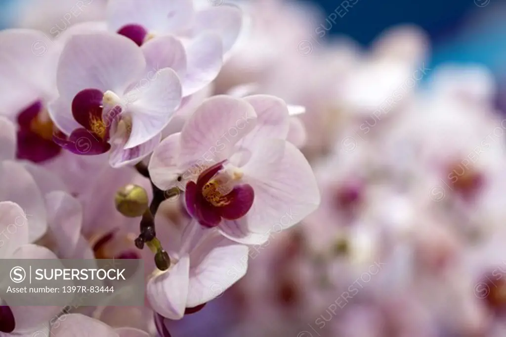 Orchid, Flower,