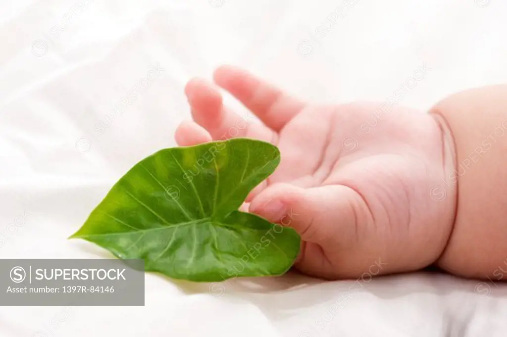 Baby's hand holding a green leaf