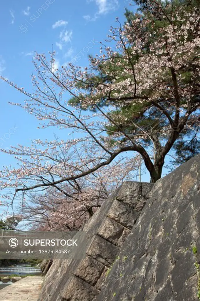 Park, Cherry Blossom, Japan, Asia,