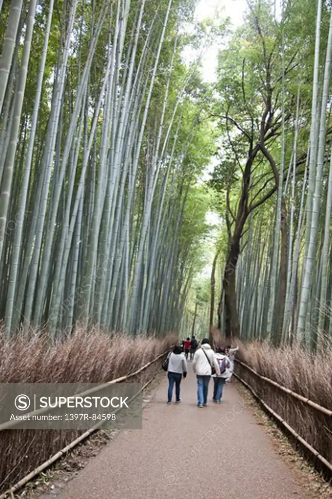 Bamboo Grove, Kyoto Prefecture, Japan, Asia,