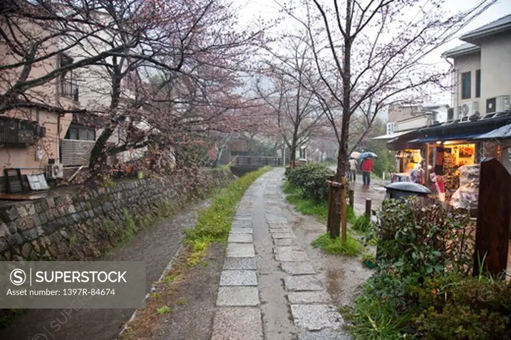 Cherry Blossom, Kyoto Prefecture, Japan, Asia,
