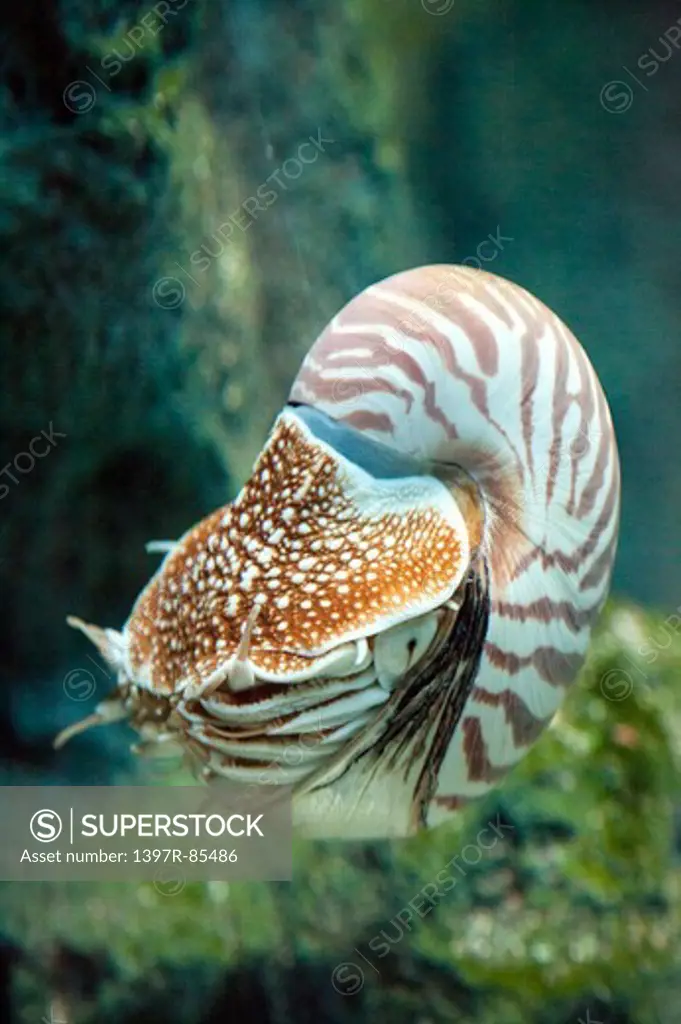 Hokkaido, Japan, Asia, Sea Life, Animal, Nautilus,