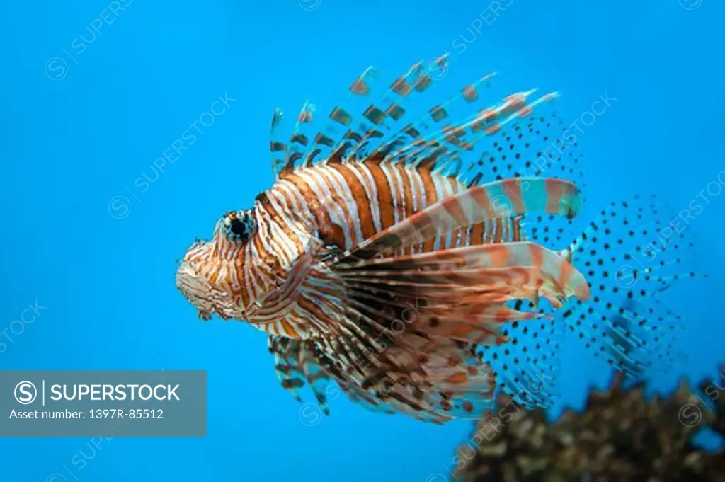 Hokkaido, Japan, Asia, Sea Life, Animal, Lionfish,