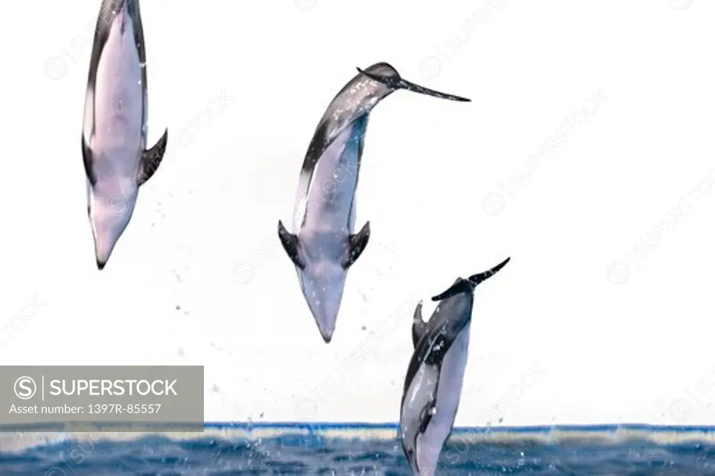 Hokkaido, Japan, Asia, Sea Life, Animal, Dolphin,