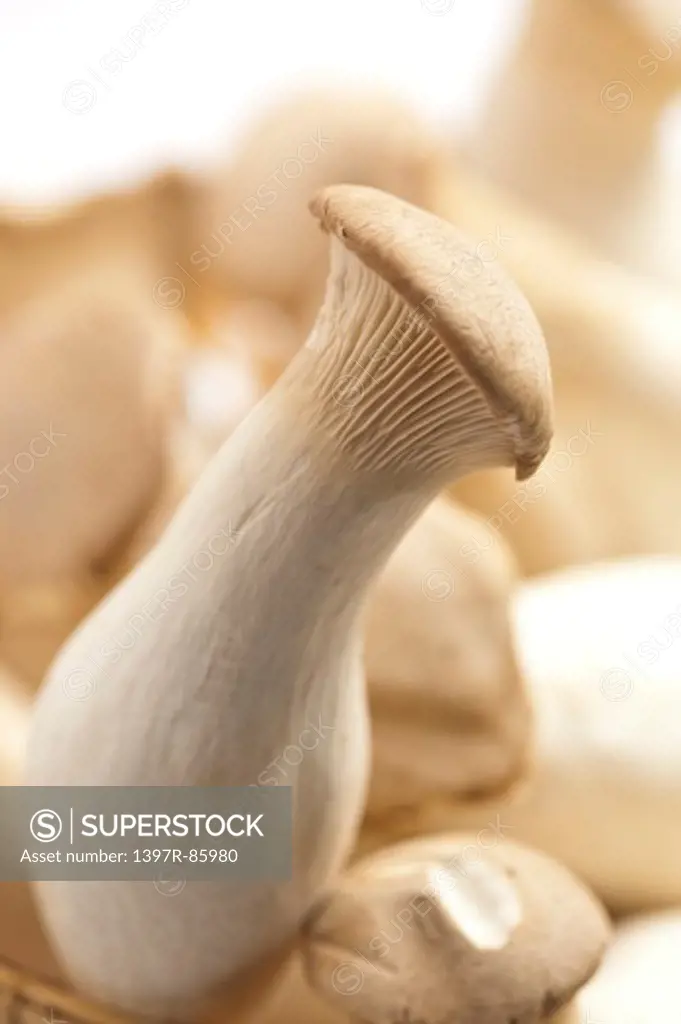 Edible Mushroom, Vegetable,