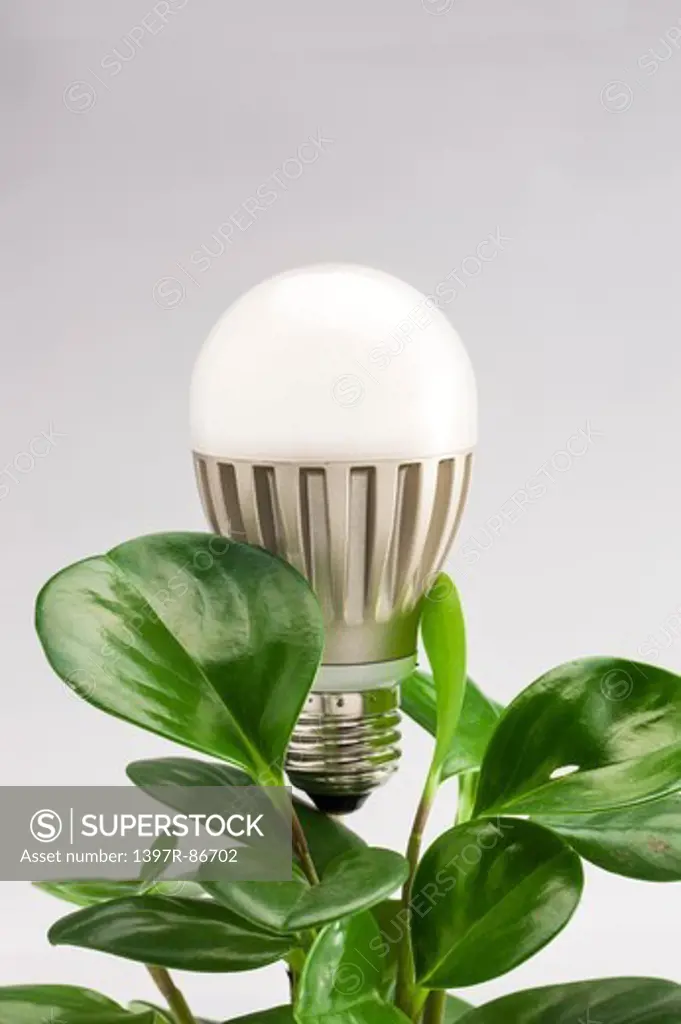 Light bulb on the top of a plant