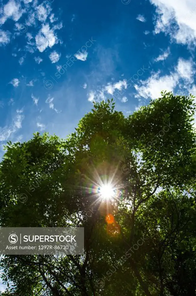 Sunshine through tree branches