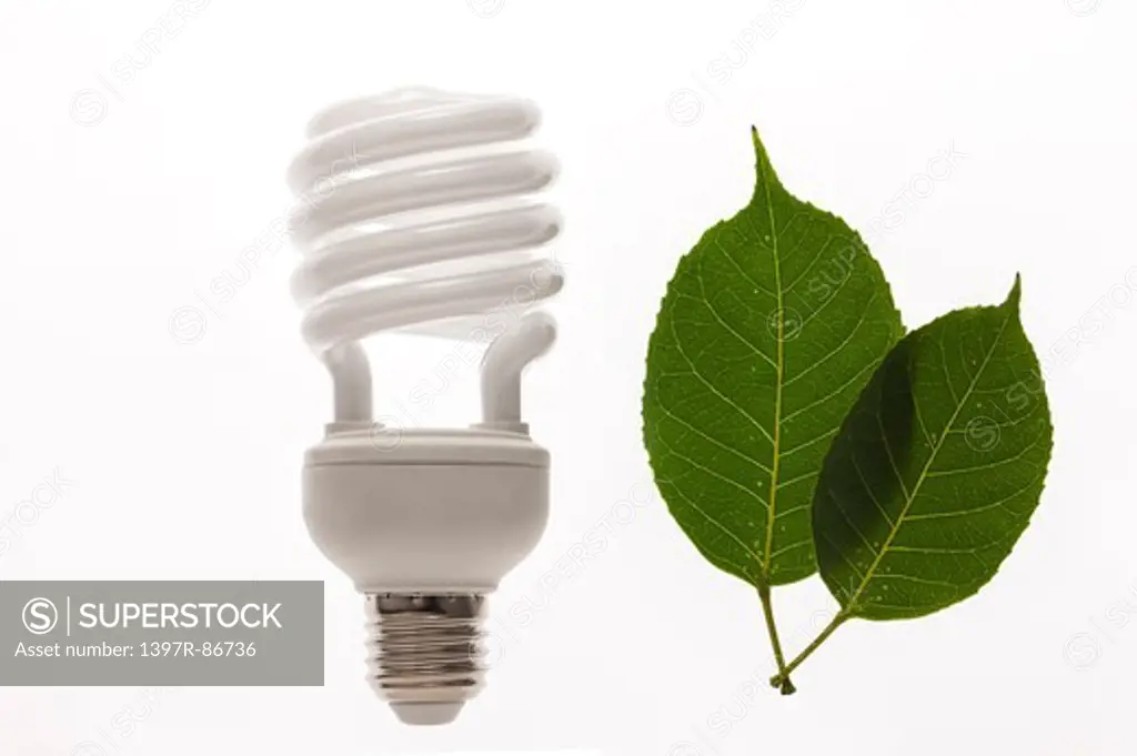 Energy saving light bulb and leaves