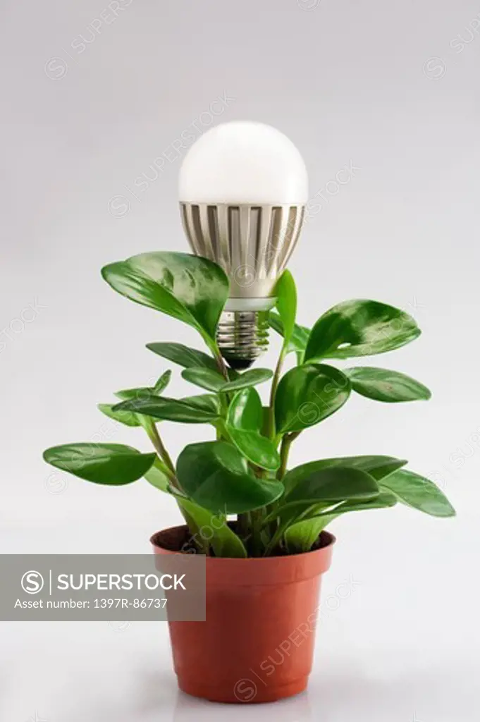 Light bulb on the top of a potted plant