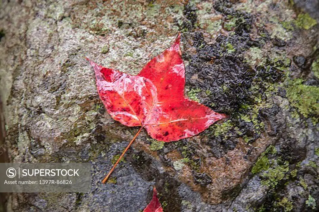 Maple Leaf, Taichung, Taiwan, Asia,