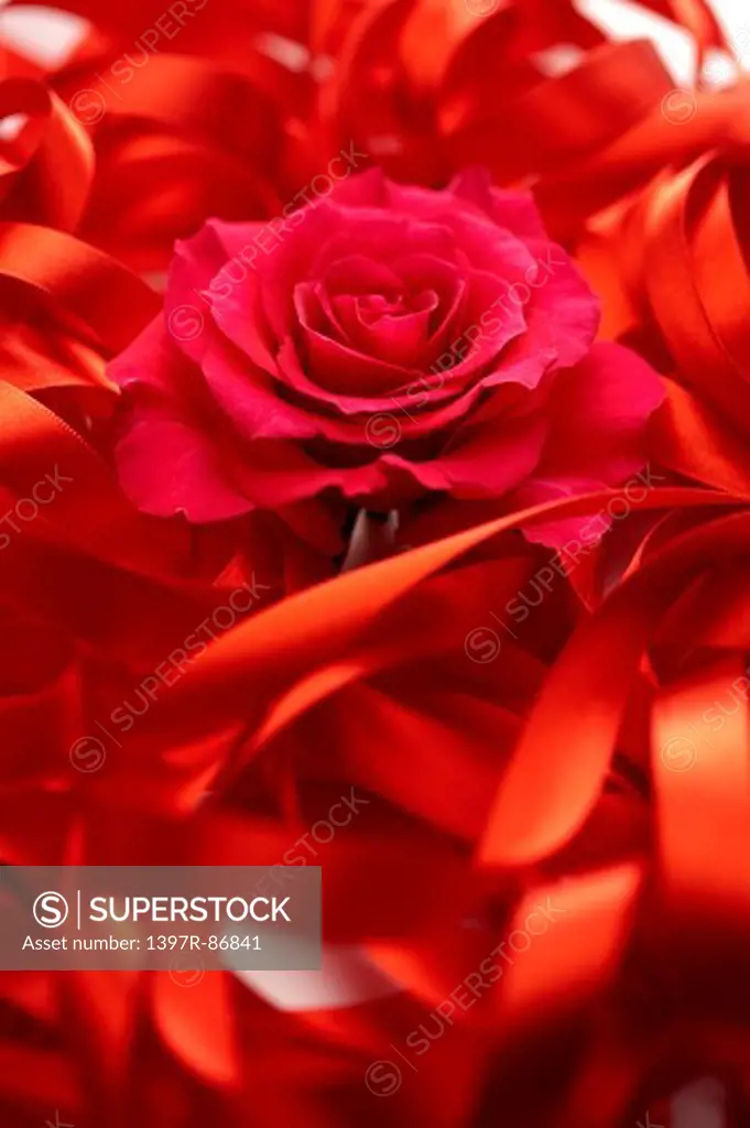 Red rose in tangled red ribbon