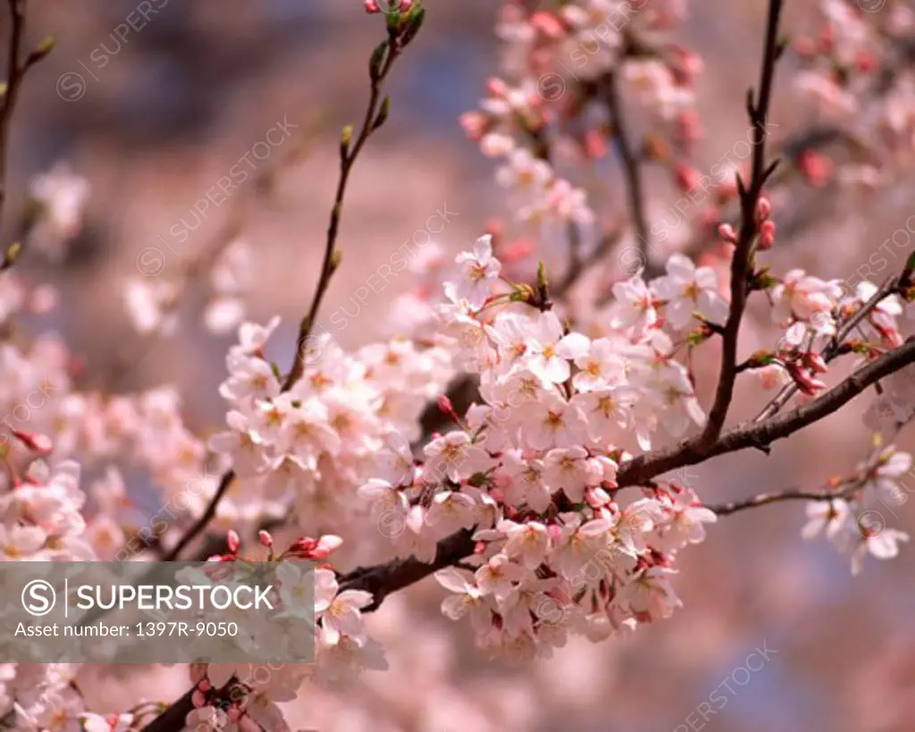 Cherry Blossoms    