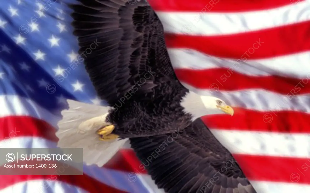 Bald Eagle Flag of United States of America   