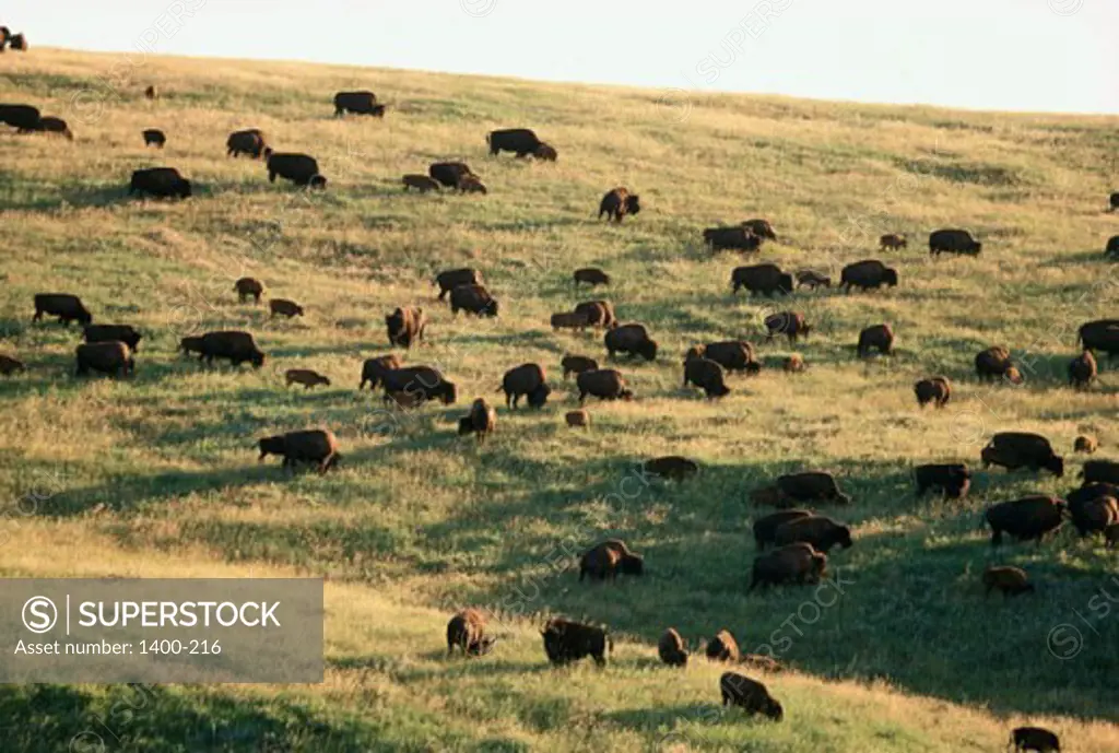 High angle view of a herd of American Bison in a field (Bison bison)
