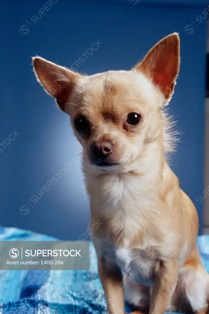 Front view of a chihuahua