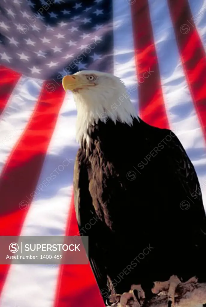 Low angle view of a Bald Eagle flying in front of an American flag