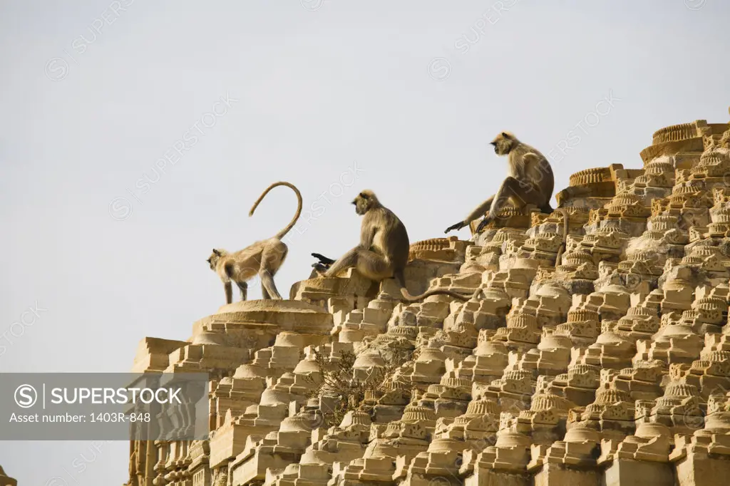 India, Rajasthan, Monkeys atop 15th century Samadhisuara Temple in Chittorgarh Fort