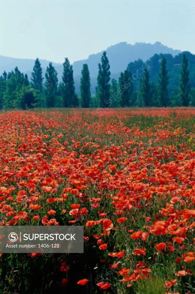 Field of Poppies, Provence, France