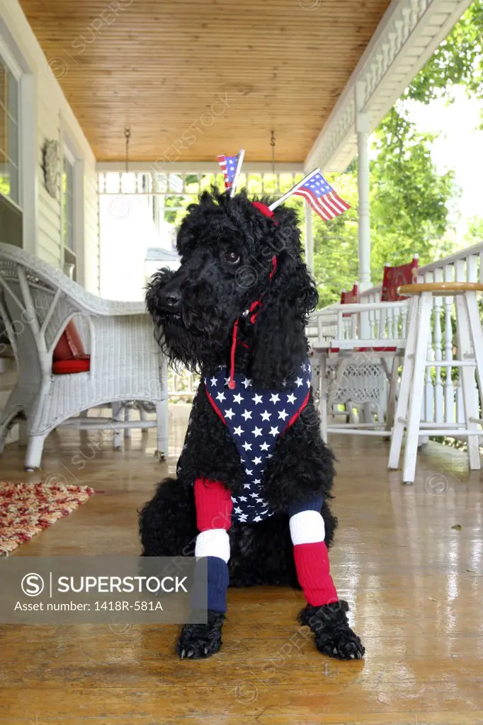 Black poodle sitting on the floor and dressing up for Fourth Of July