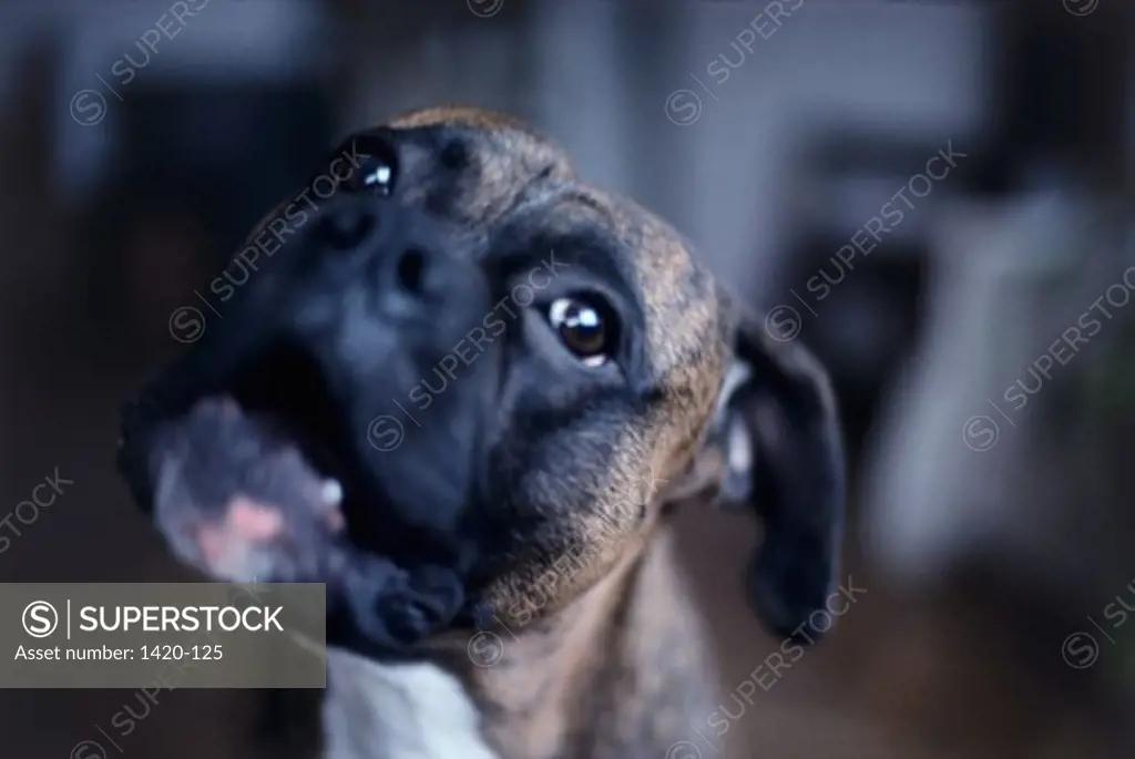 Close-up of a boxer barking