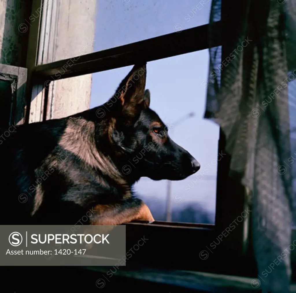 Close-up of a dog looking through a window