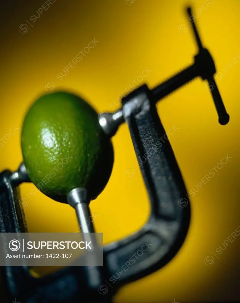 Close-up of a lime trapped in clamp