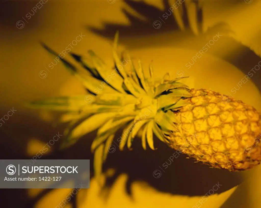 Close-up of a pineapple
