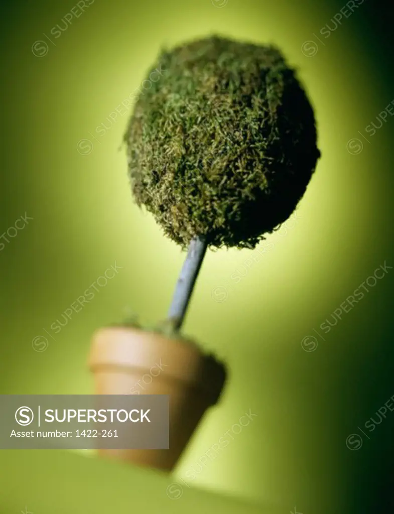 Low angle view of a potted plant