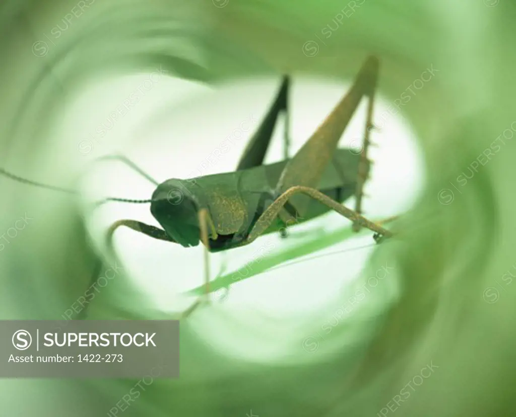 Close-up of an artificial grasshopper