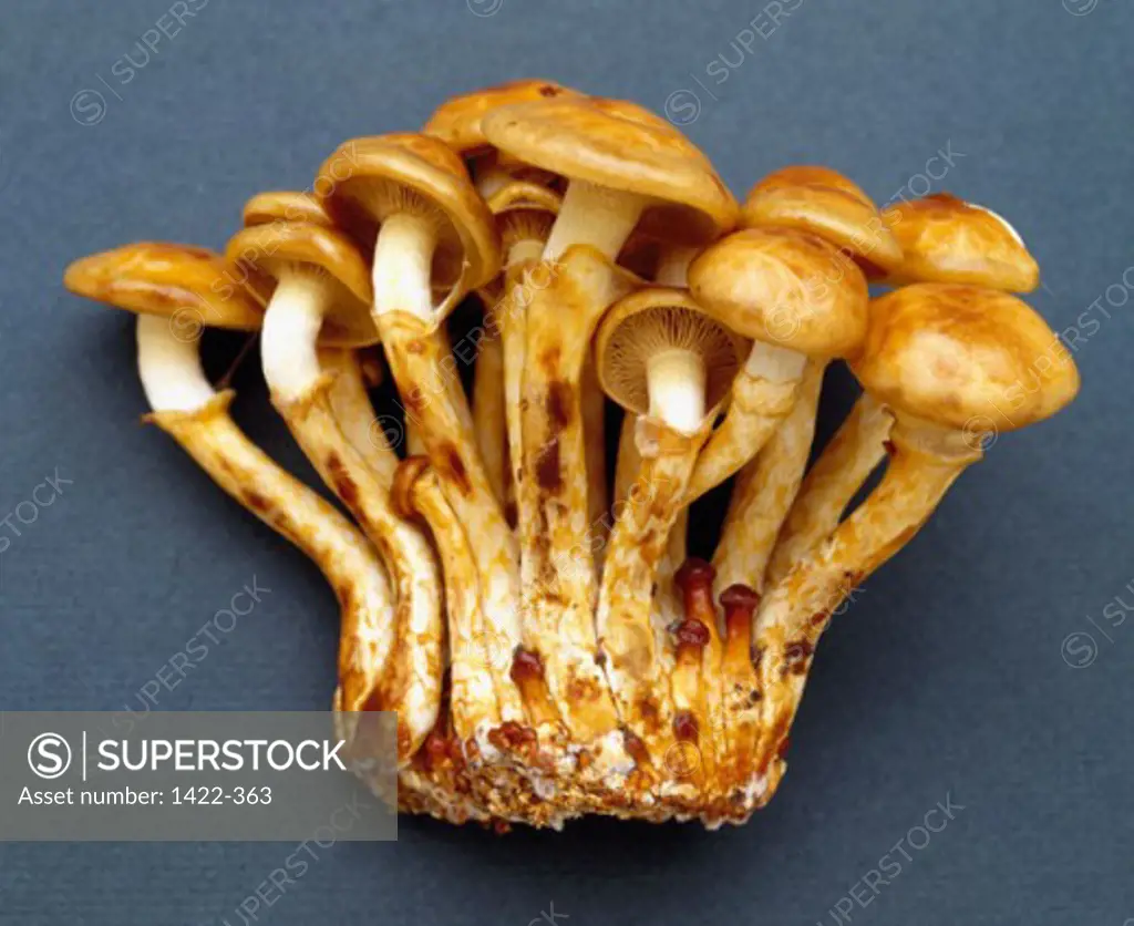 Close-up of a bunch of nameko mushrooms