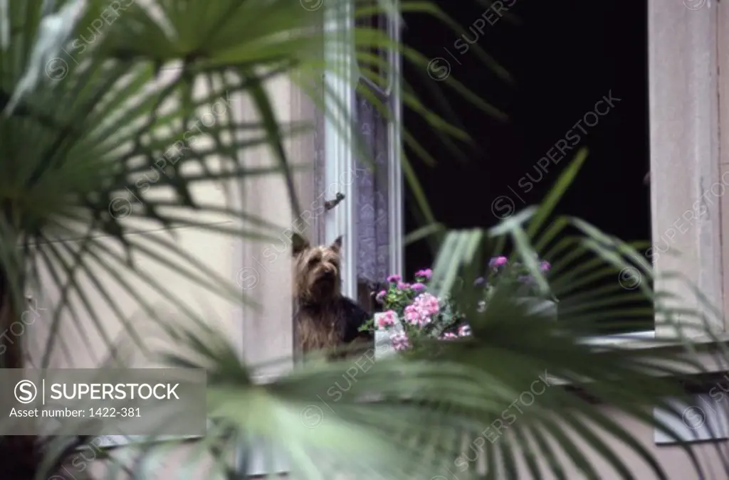 Low angle view of a Yorkshire Terrier on the window sill of a house